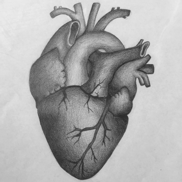 Zeichnung menschliches Herz